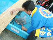 秋穂のクルマエビ！